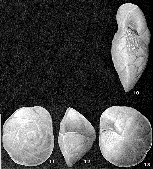 Asterigerina carinata d'Orbigny, 1839