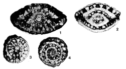 Boreloides cubensis Cole & Bermúdez, 1947