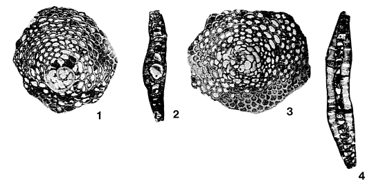 Eulinderina guayabalensis (Nuttall, 1930) Eulinderina guayabalensis (Nuttall, 1930)