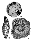 Helicostegina dimorpha Barker & Grimsdale, 1936