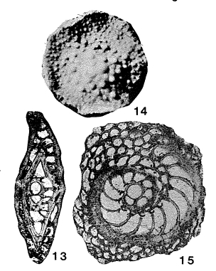 Helicostegina dimorpha Barker & Grimsdale, 1936 Helicostegina dimorpha Barker & Grimsdale, 1936