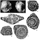 Helicostegina soldadensis Grimsdale, 1941