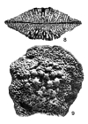 Nephrolepidina marginata (Michelotti, 1841)