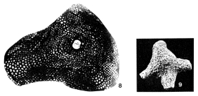 Lepidocyclina asterodisca Nuttall, 1932