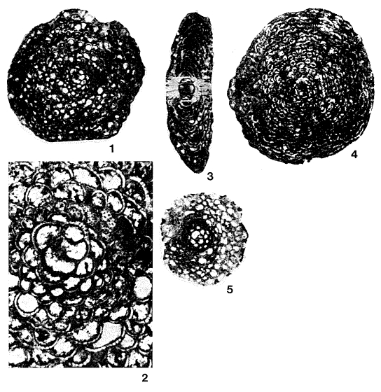 Margaritella ospinae Caudri, 1974