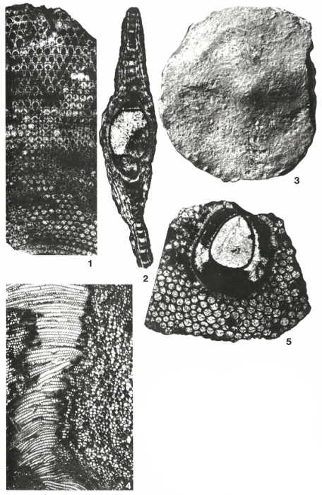 Eulepidina dilatata (Michelotti, 1861) Eulepidina dilatata (Michelotti, 1861)