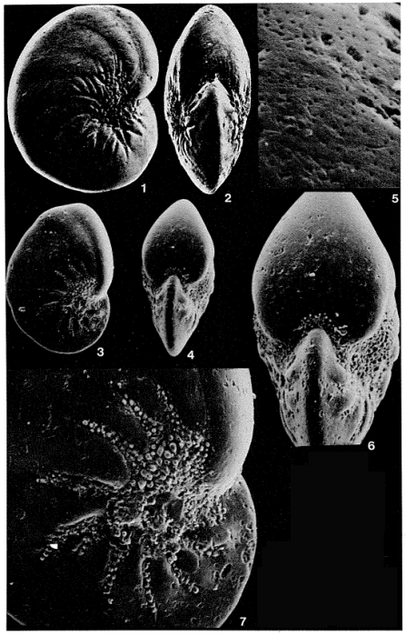 Nonion faba (Fichtel & Moll, 1798) Nonion faba (Fichtel & Moll, 1798)