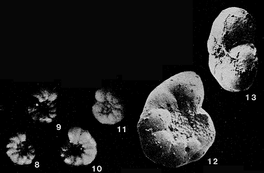 Evolutononion shansiense Wang, 1964 Evolutononion shansiense Wang, 1964