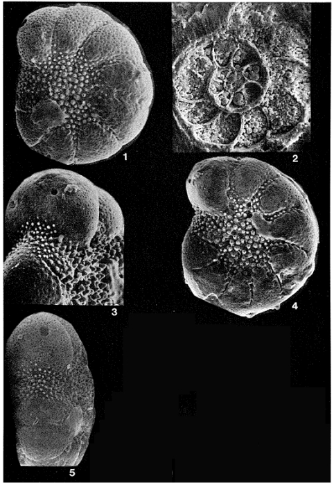 Protelphidium hofkeri Haynes, 1956