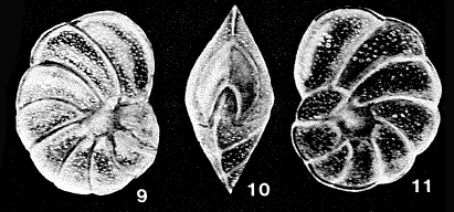 Subanomalina guadalupensis McCulloch, 1977