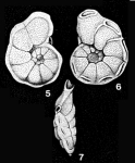 Almaena taurica Samoilova, 1940