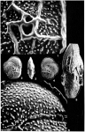 Ganella neumannae Aurouze & Boulanger, 1954