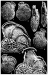 Pseudoplanulinella hieroglyphica Sigal, 1950