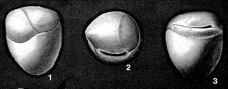 Allomorphina trigona Reuss, 1850 Allomorphina trigona Reuss, 1850