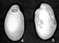 Lagena (Obliquina) oviformis Sherborn & Chapman, 1886