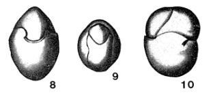Allomorphina contraria Reuss, 1851