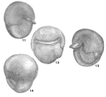 Hidina variabilis Gheorghian, Iva & Gheorghian, 1968