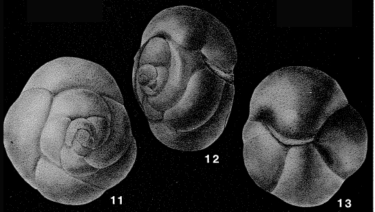 Pallaimorphina ruckerae Tappan, 1957 Pallaimorphina ruckerae Tappan, 1957
