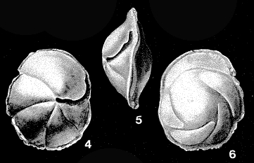 Charltonina madrugaensis (Cushman & Bermúdez, 1948)