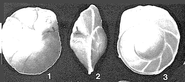 Osangularia lens Brotzen, 1940