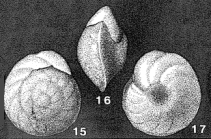 Cibicides (Gemellides) orcinus Vasilenko, 1954
