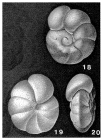 Anomalinoides pinguis (Jennings, 1936)