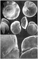 Chromista - Foraminifera (foraminifers)