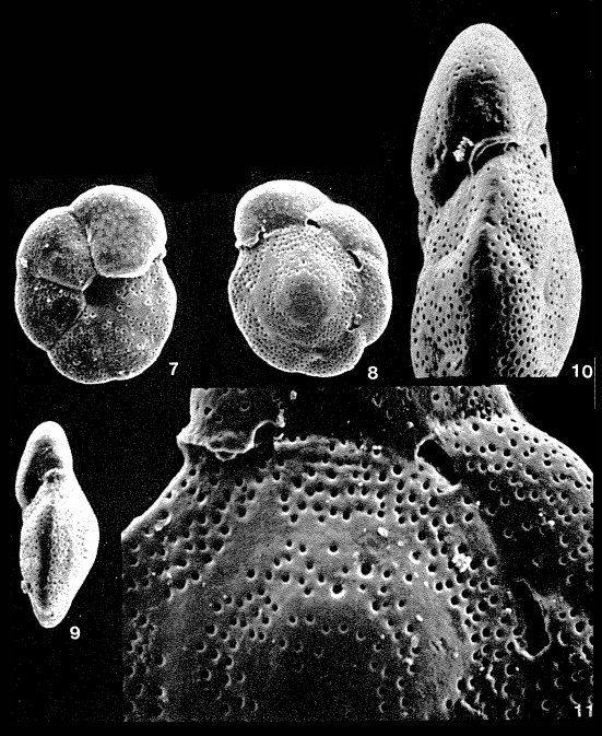 Loisthostomata exiguum Loeblich & Tappan, 1986