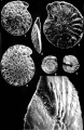 Chromista - Foraminifera (foraminifers)