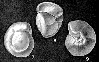 Gyroidinoides nitida (Reuss, 1844)