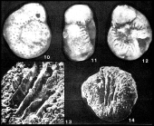 Scarificatina reinholdi (Pożaryska & Szczechura, 1970)