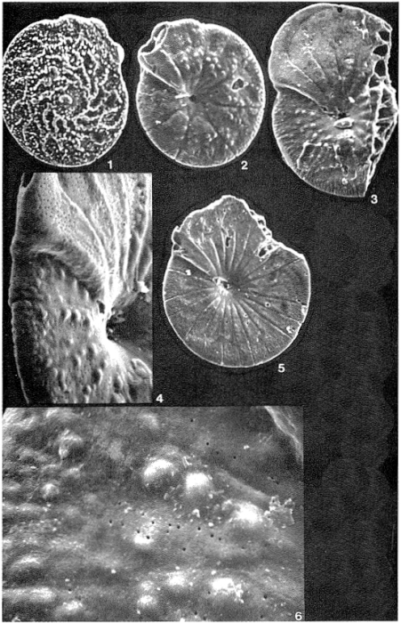 Nummodiscorbis novozealandicus Hornibrook, 1961