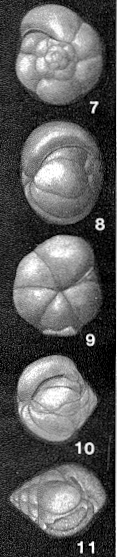 Rotaliatinopsis semiinvoluta (Germeraad, 1946)