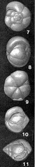 Rotaliatinopsis semiinvoluta (Germeraad, 1946) Rotaliatinopsis semiinvoluta (Germeraad, 1946)