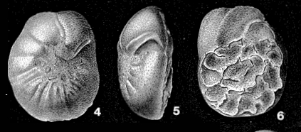 Stensioeina exsculpta (Reuss, 1860) Stensioeina exsculpta (Reuss, 1860)