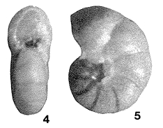 Echigoina hataii Matsunaga, 1963