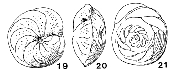 Angulogavelinella gracilis (Marsson, 1878) Angulogavelinella gracilis (Marsson, 1878)