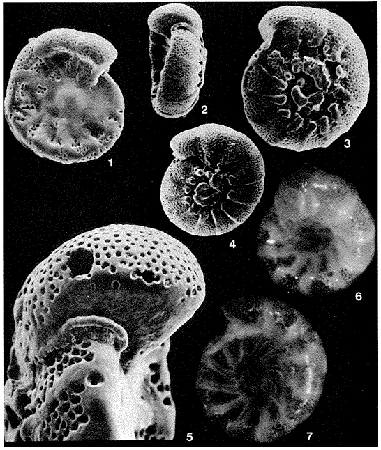 Cocoarota cocoaensis (Cushman, 1928)