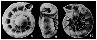 Gyroidinopsis partidiana McCulloch, 1977