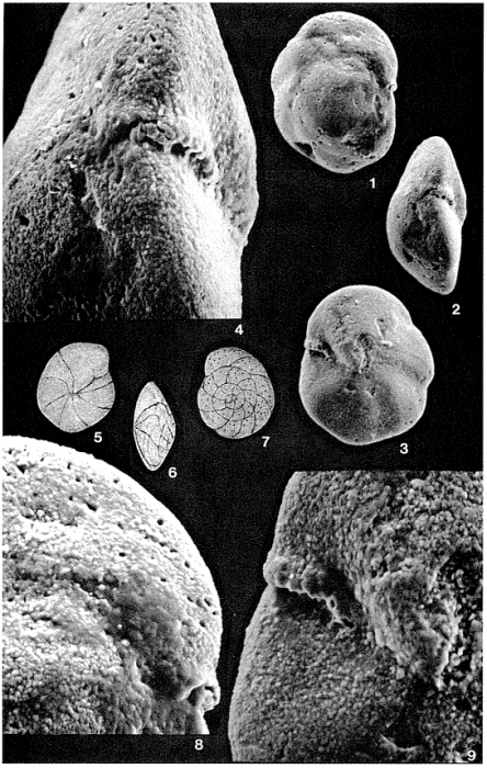 Hollandina pegwellensis Haynes, 1956 Hollandina pegwellensis Haynes, 1956