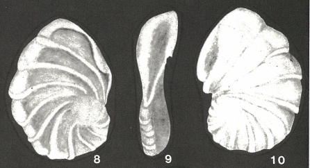 Simionescella megastoma Neagu, 1975 Simionescella megastoma Neagu, 1975