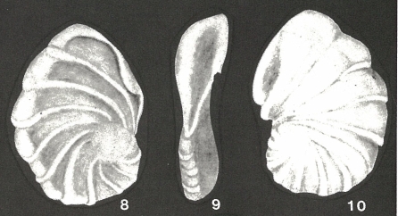 Simionescella megastoma Neagu, 1975