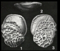 Chromista - Foraminifera (foraminifers)