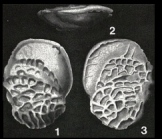 Coleites reticulosus (Plummer, 1927)