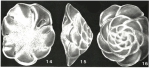 WoRMS - World Register of Marine Species - Buccella Andersen, 1952