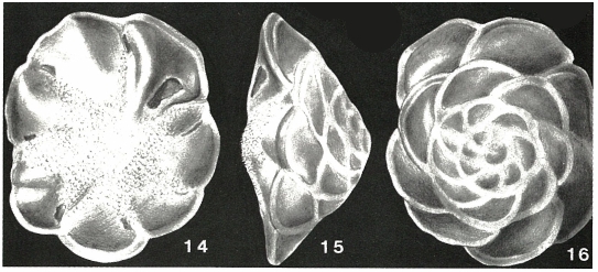Buccella hannai (Phleger & Parker, 1951) Buccella hannai (Phleger & Parker, 1951)