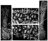 Pseudomphalocyclus blumenthali Meriç, 1980