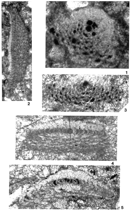 Sivasella monolateralis Sirel & Gündüz, 1978