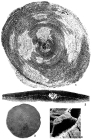 Simplorbites papyraceus (Boubée, 1832)