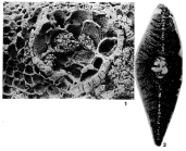Simplorbites papyraceus (Boubée, 1832)